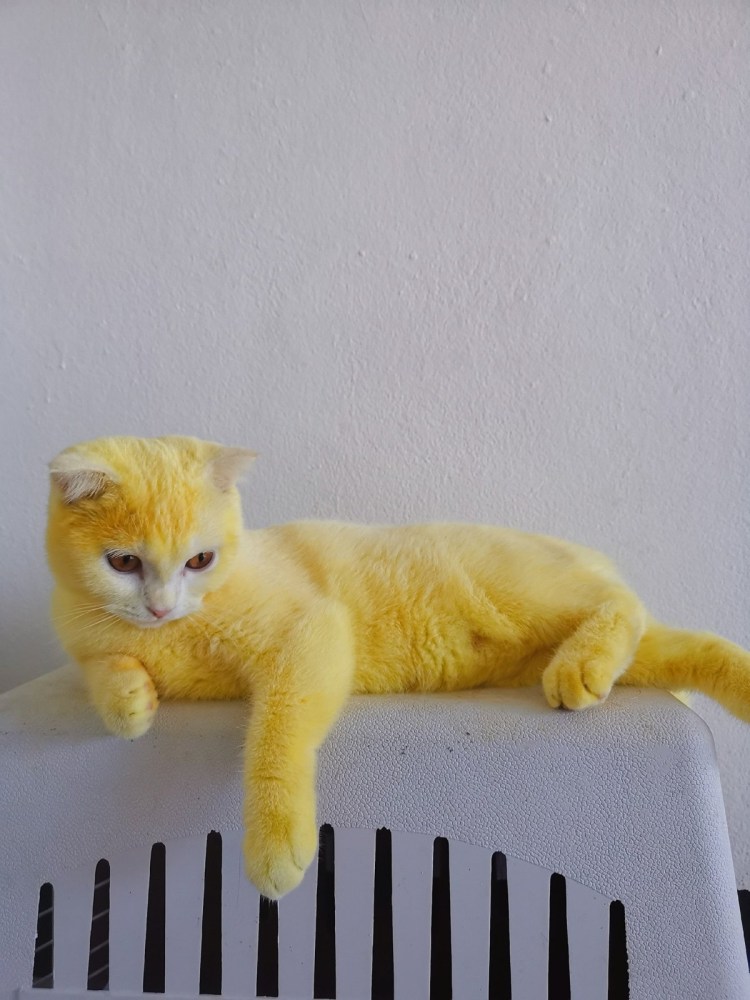 Желтый котенок