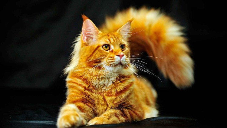 Рыжий кот на поленьях