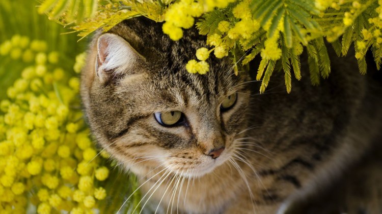 Котик с желтой повязкой