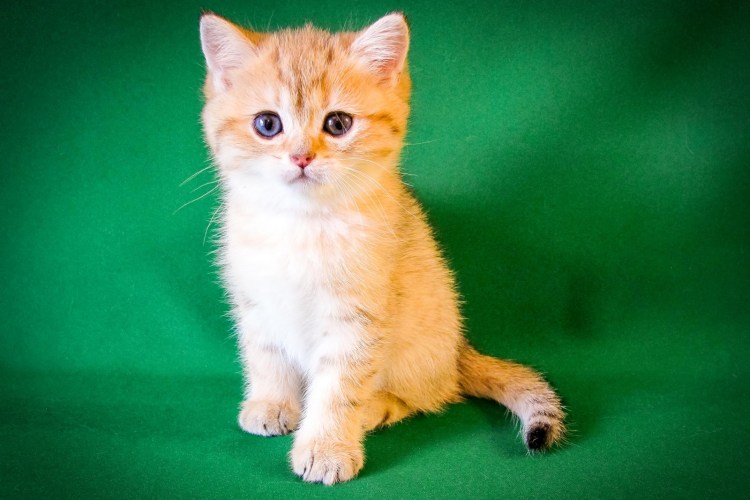 Котенок на зеленом фоне