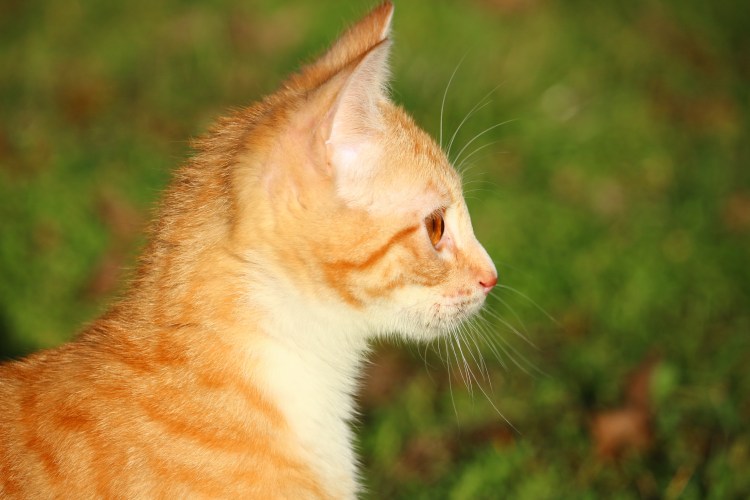 Tabby Cat рыжий