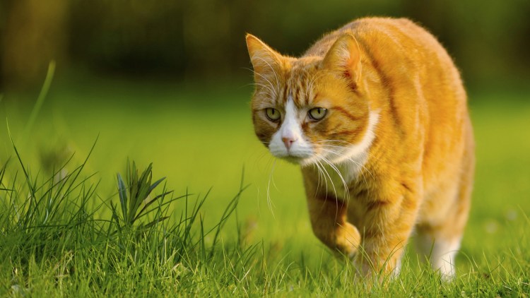 Кот в траве