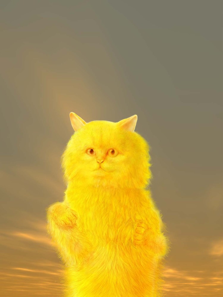 Кот на солнце