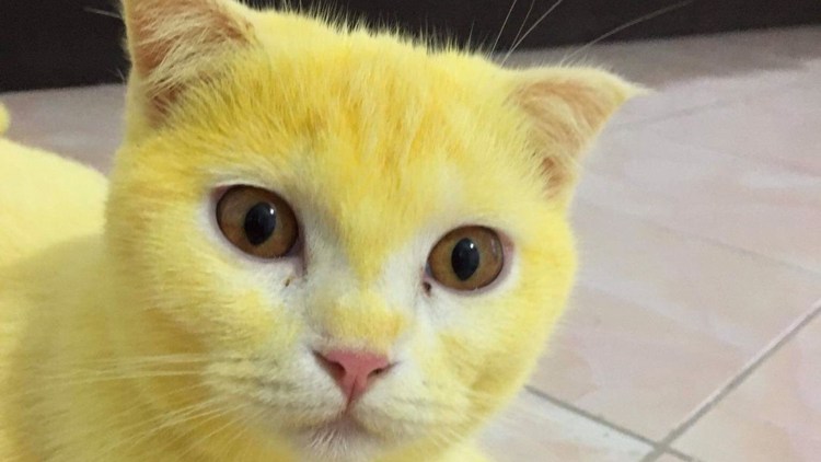 Ярко желтый кот