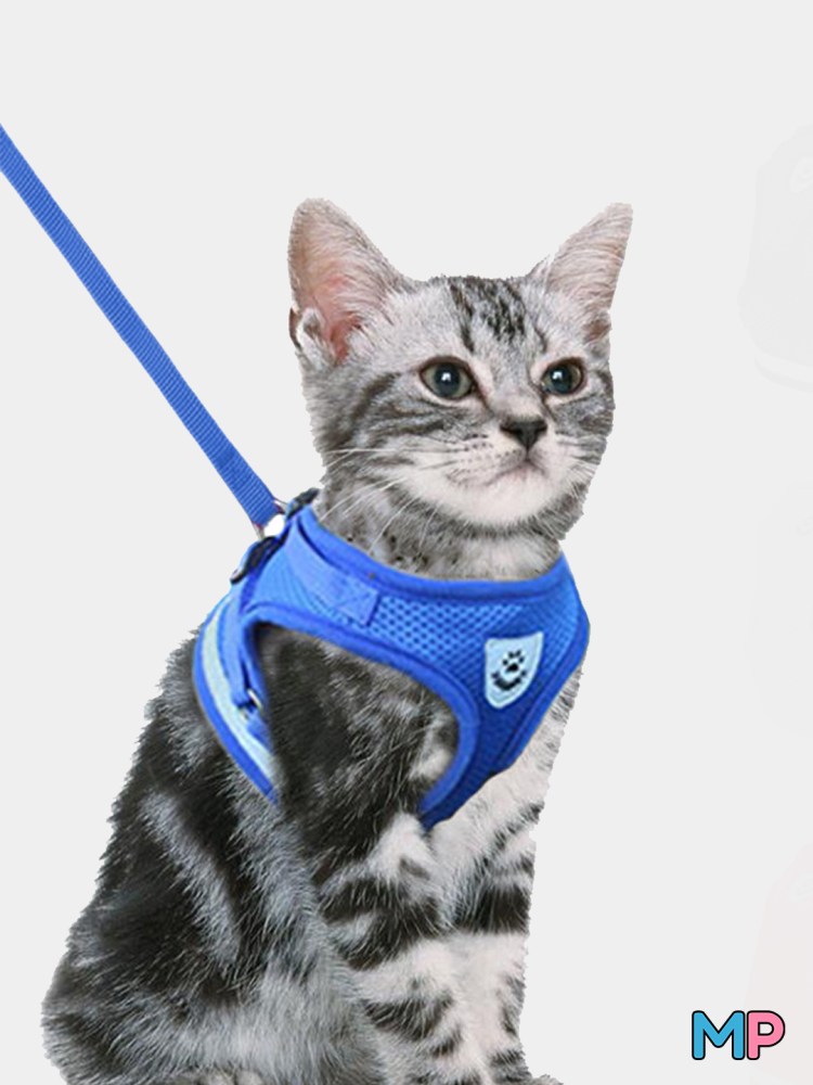 Шлейка для котят