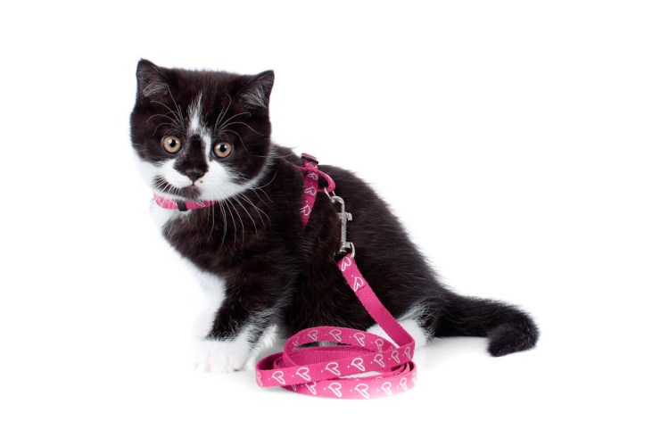 Купить ошейник "четыре с хвостиком" ошейник для кошек