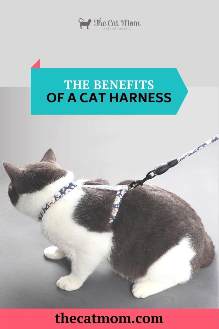 Прогулочный ошейник для кошек