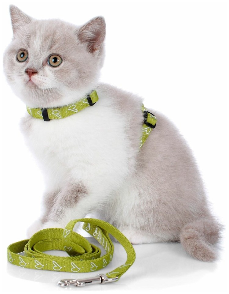 Светящиеся ошейники для кошек