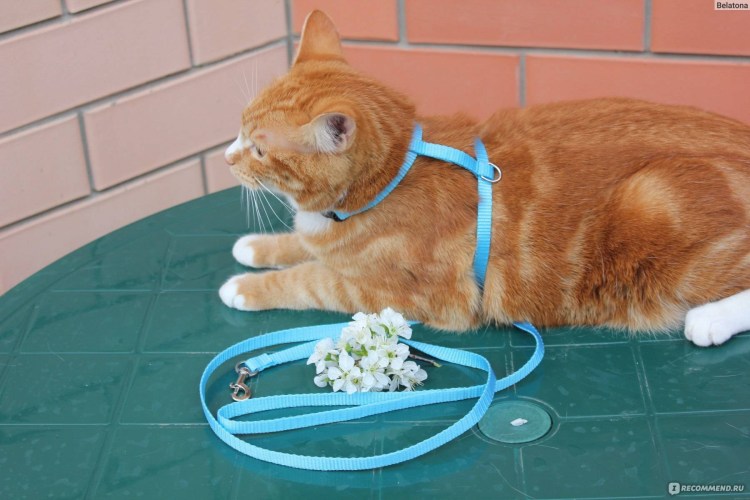 Рыжий кот на поводке