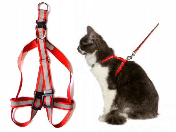 Ошейник для дога