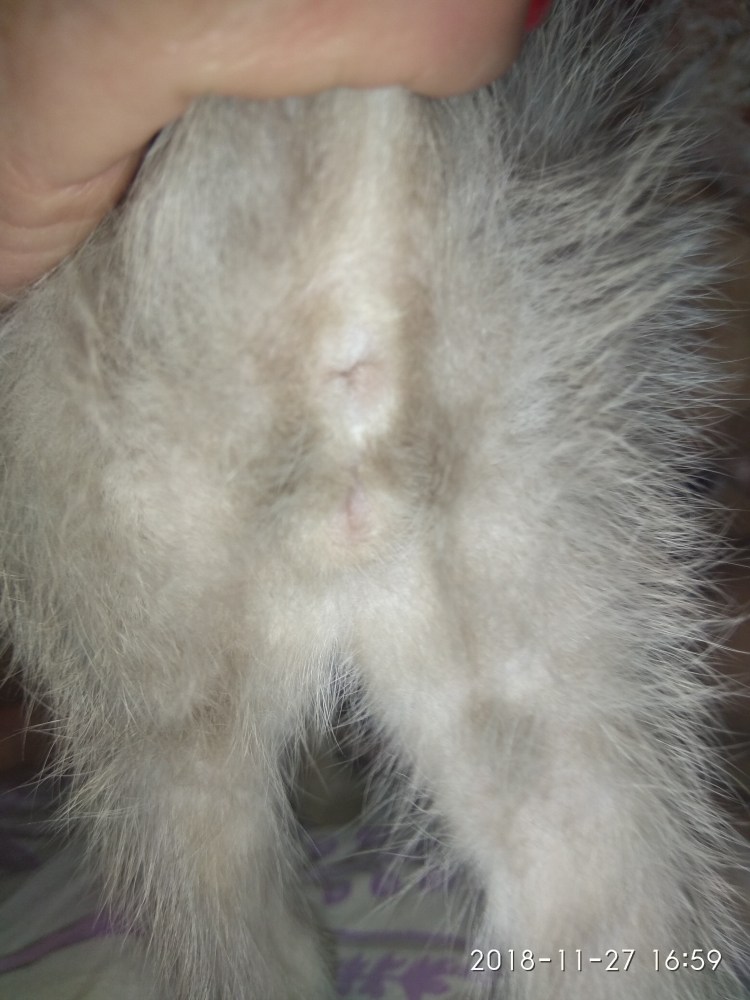 Половой орган кота фото