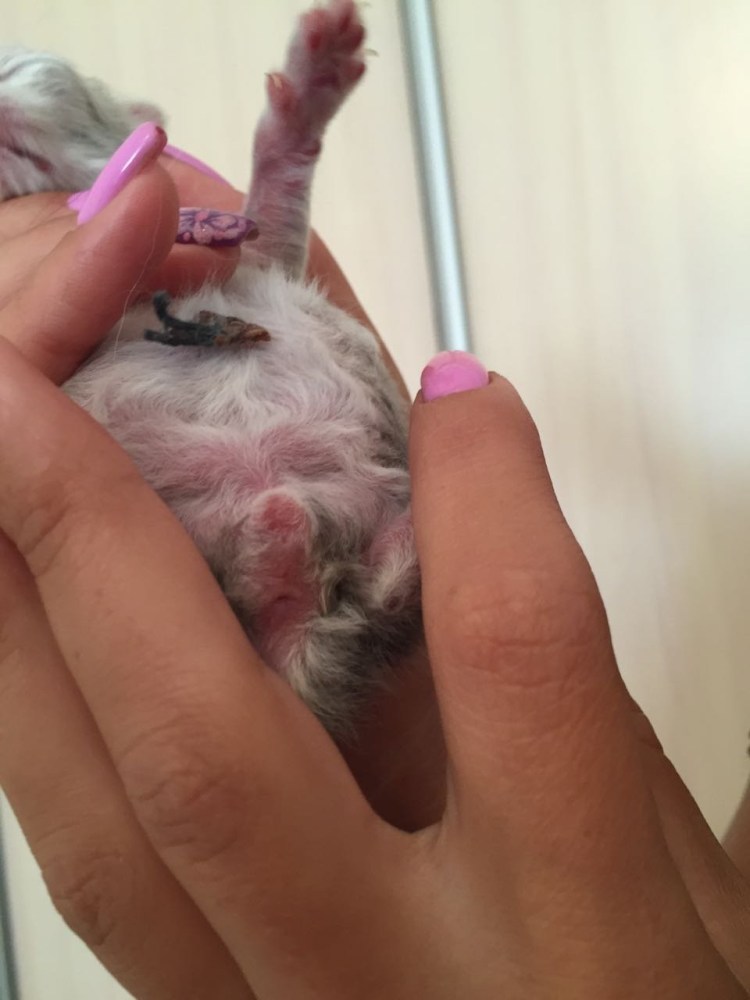 Определить пол у новорожденных котят