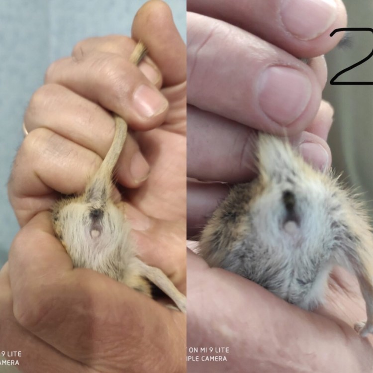 Как определить пол котенка