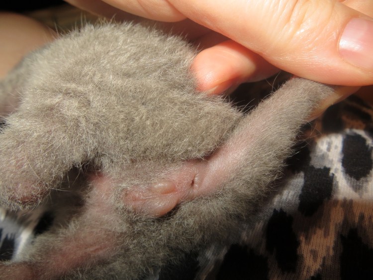 Пол новорожденных котят