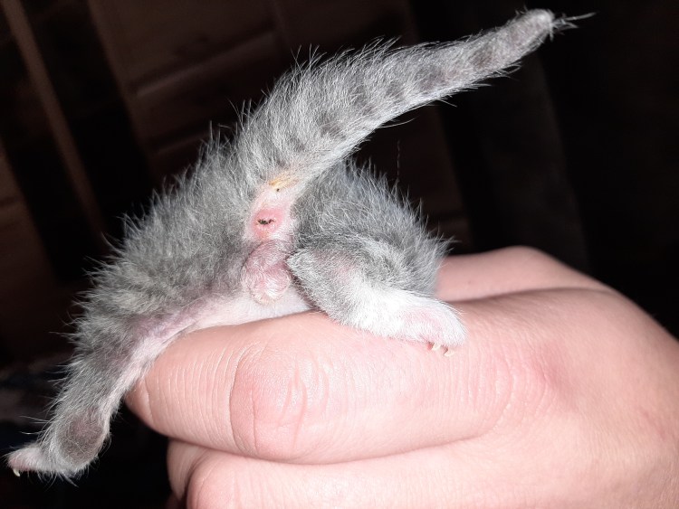 Новорожденные котята пол