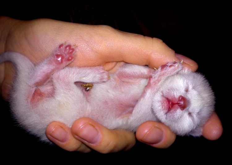 Половые органы песчанок