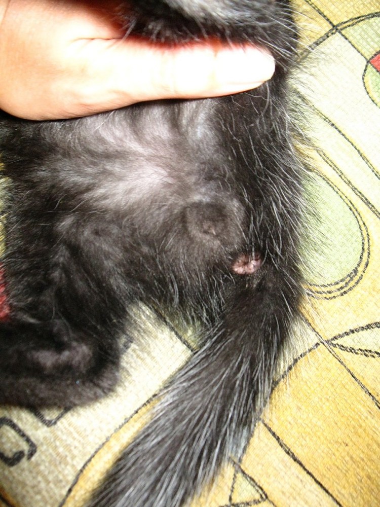 Как определить пол щенка