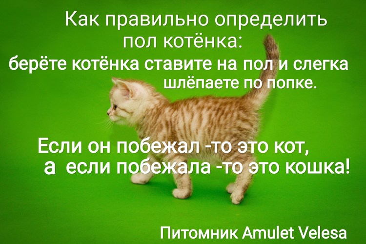 Как определить пол котенка фото