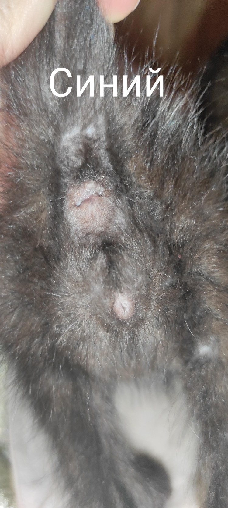 Определить пол у котенка Мейн куна