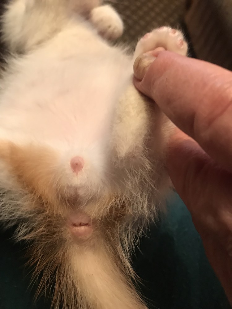 Половые органы у котят котов