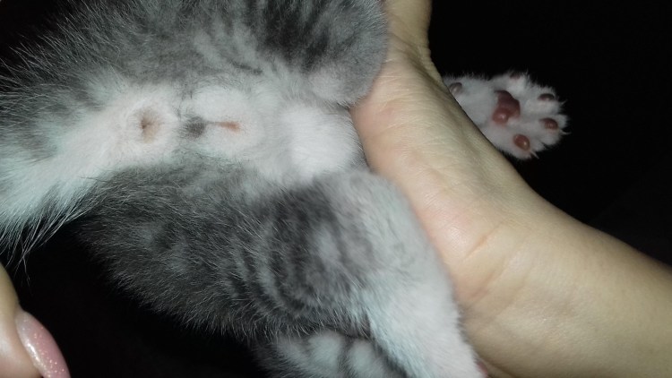 Определить пол котенка в 1 месяц