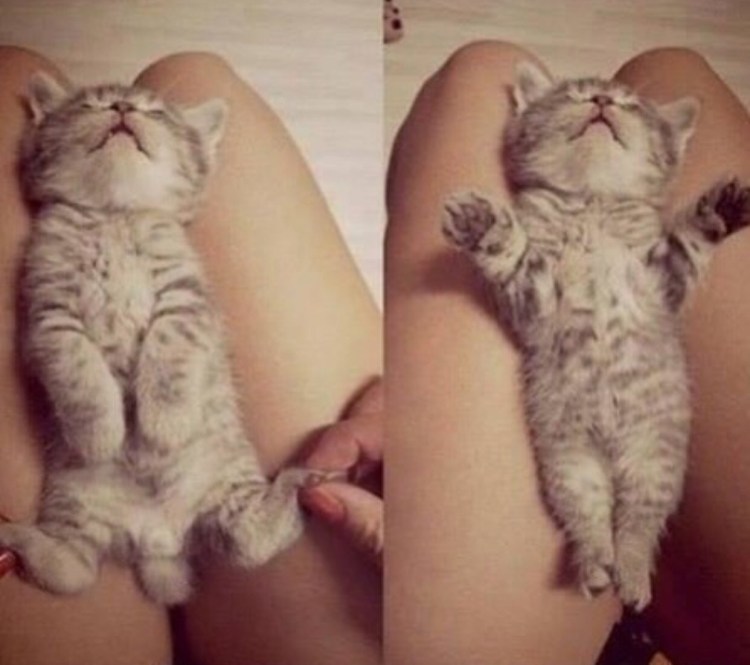 Как определить пол котенка