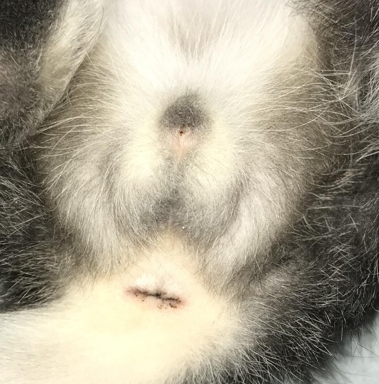 Кот и кошка различия по морде