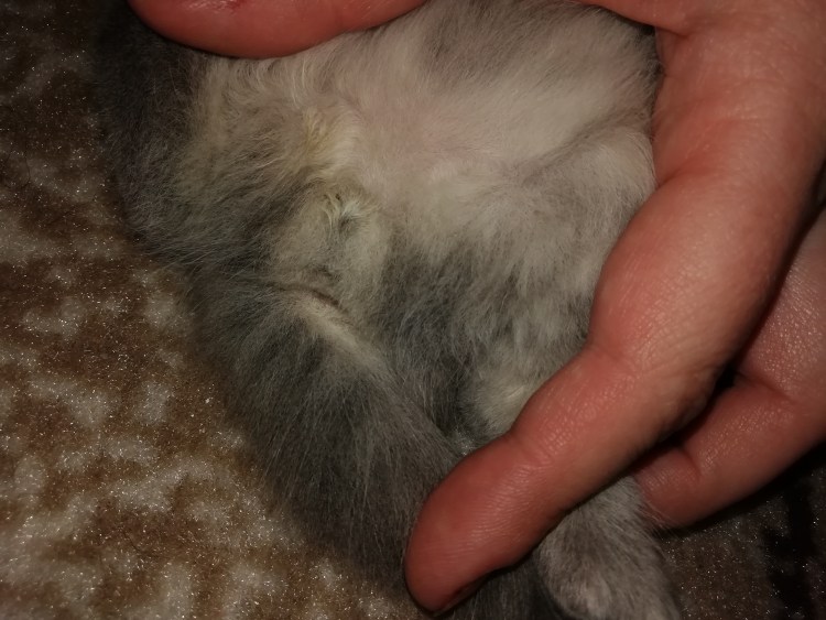 Новорожденные котята пол