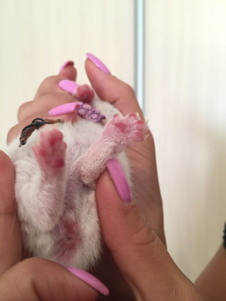 Определить пол морской свинки