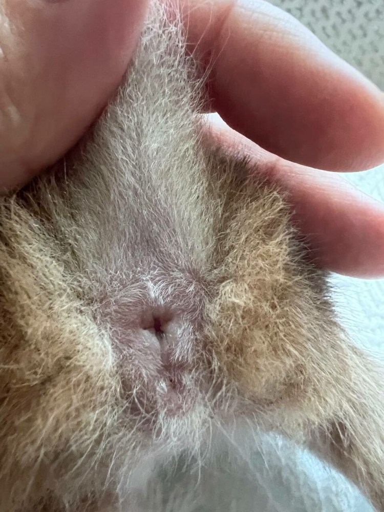 Кошка гендер