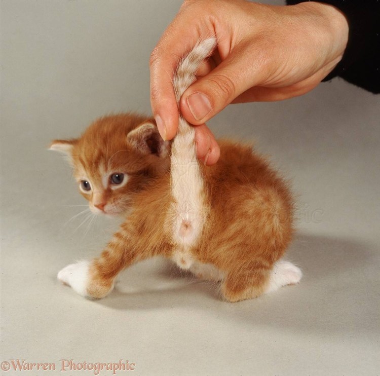 Тискать котенка