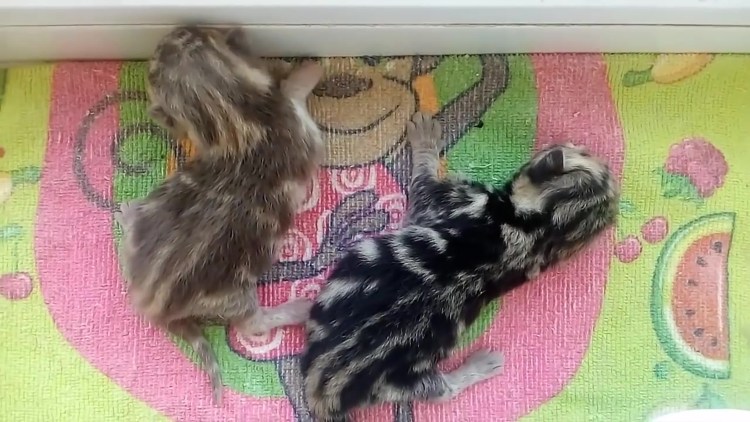 Кто такие catgender