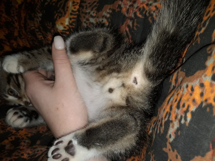 Как определить пол котенка фото