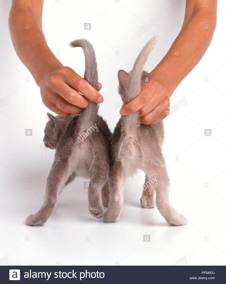 Половые органы песчанок