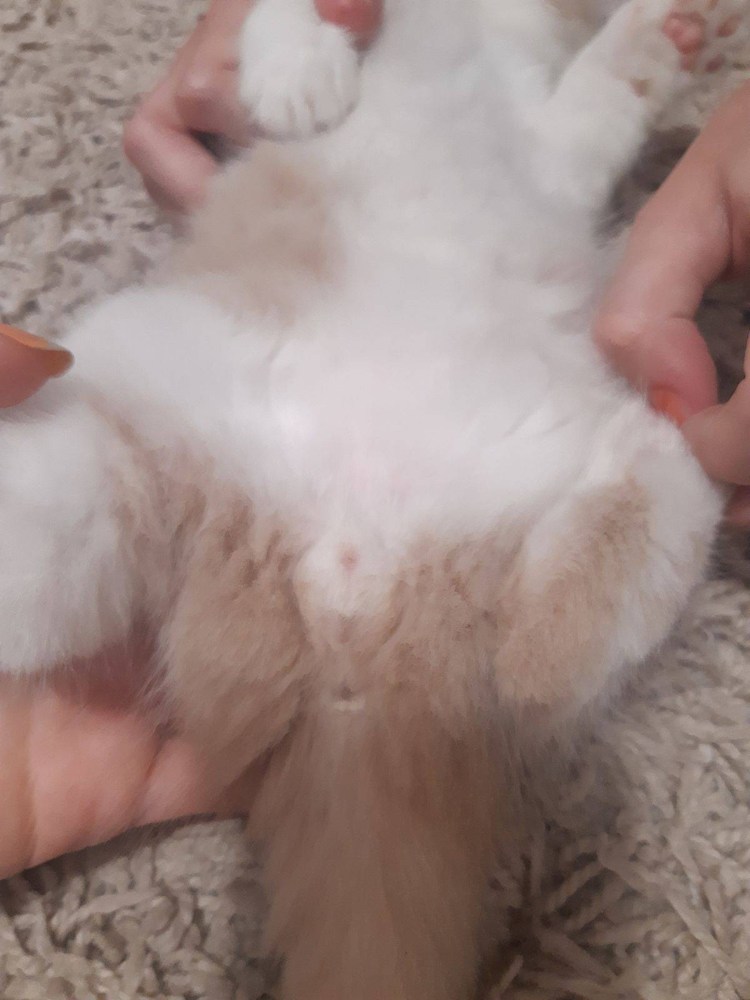 Как различить пол котят