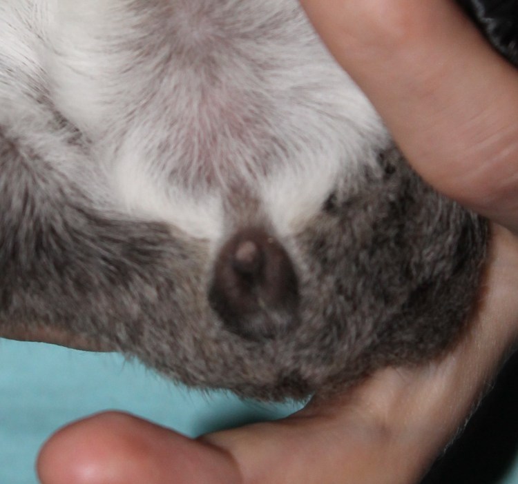 Как отличить пол у маленьких крыс