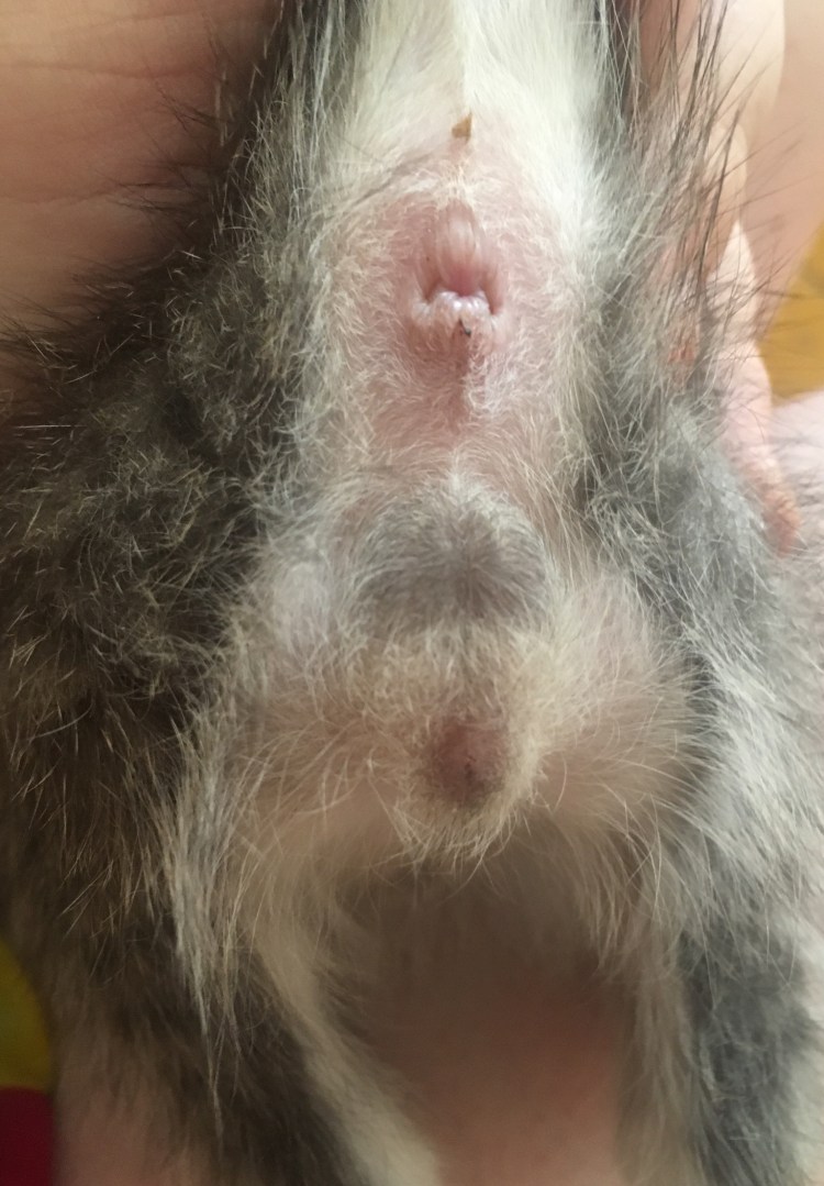 Профессии домашних кошек