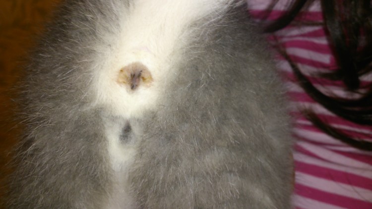 Как определить пол котенка фото