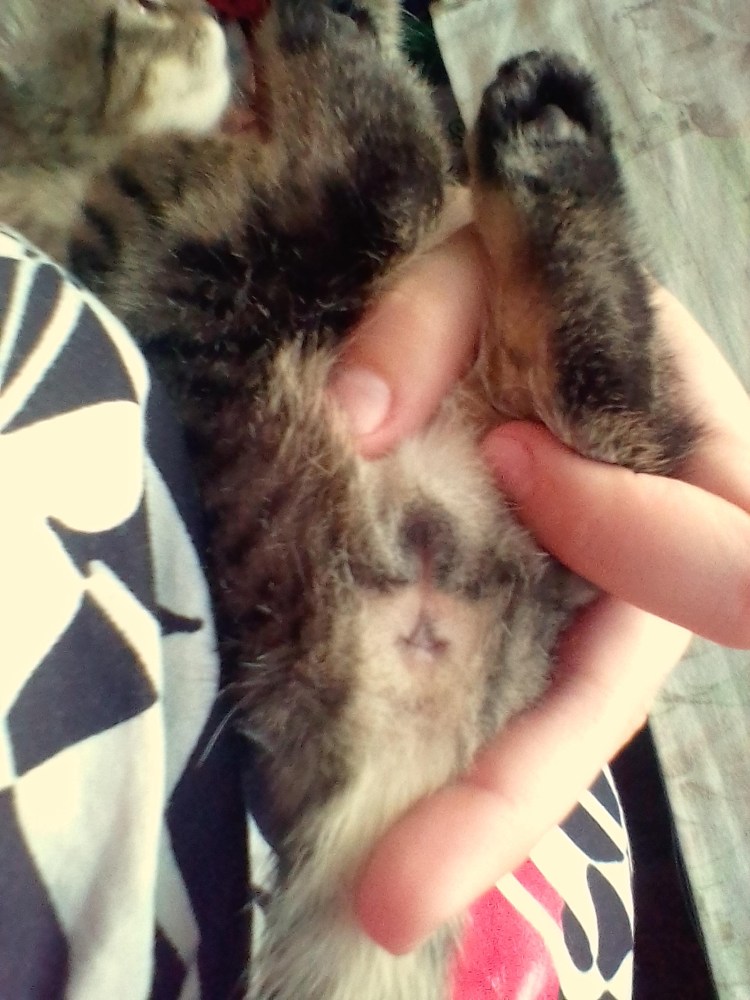 Скоттиш страйт и британец отличия