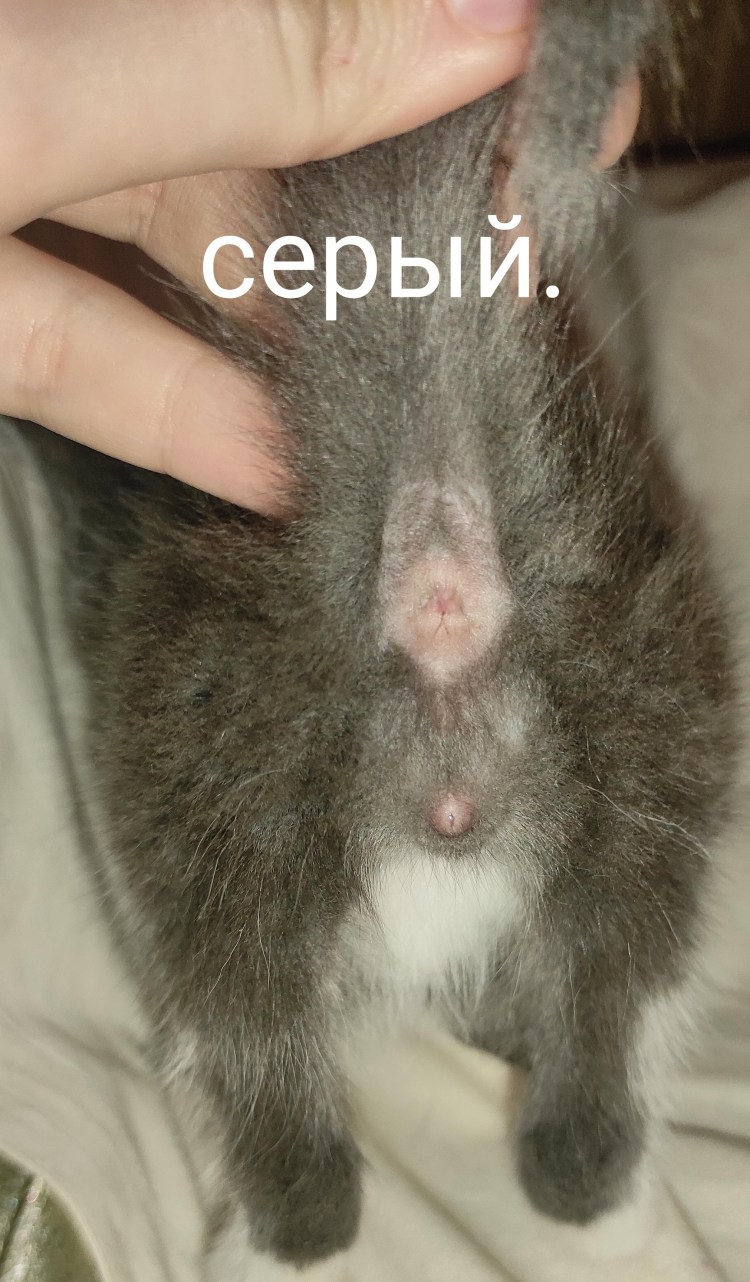 Пол новорожденных котят