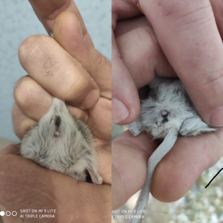 Котенок мальчик