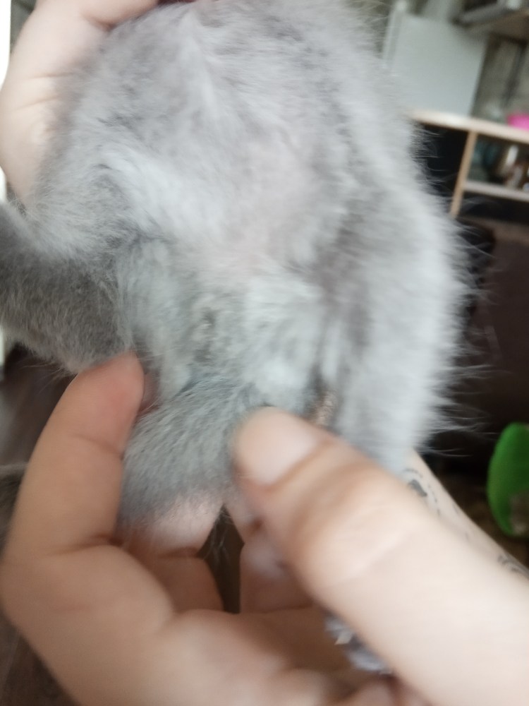 Котенок пол года как выглядит