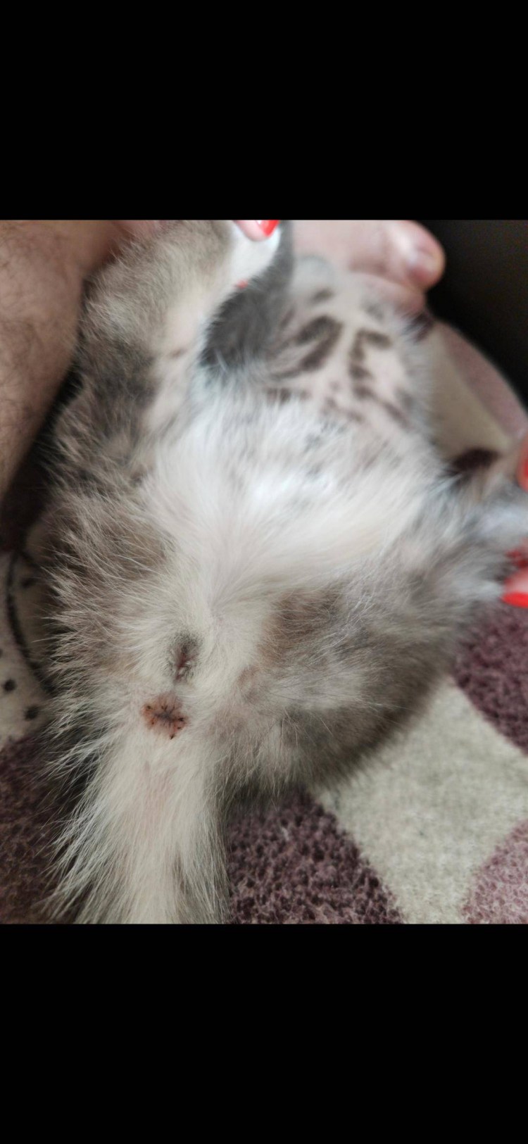 Взять кота на передержку