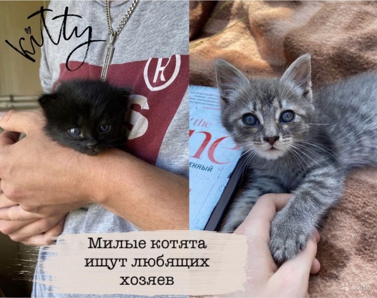 Как определить плу котенка