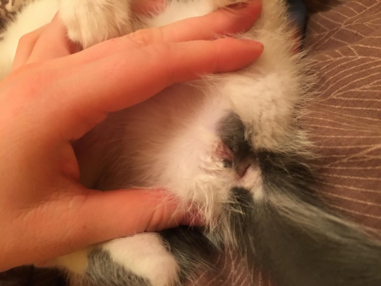 Как определить полькотенка