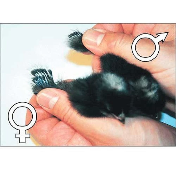 Как определить пол котенка