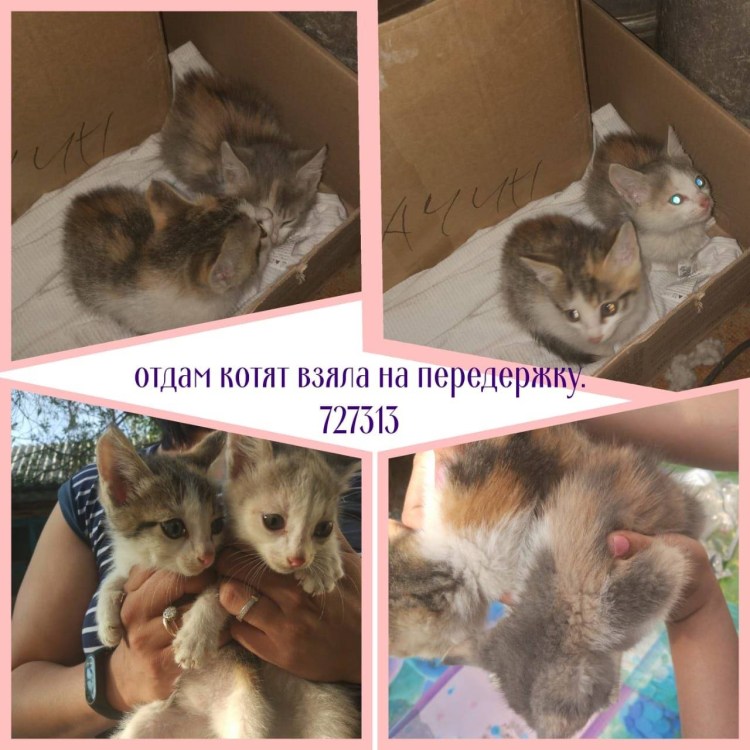 Тестикулы у кота 8 месяцев