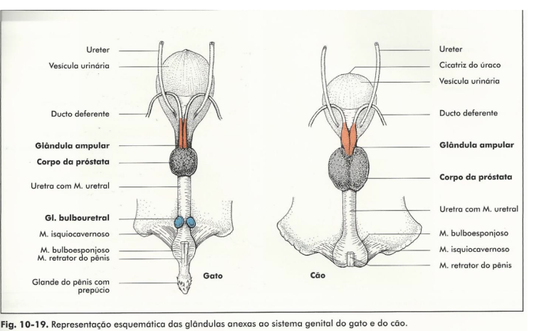 Как понять что кот хочет вас убить