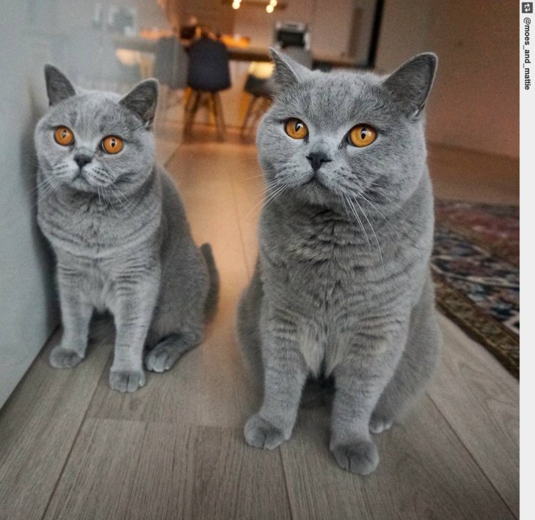 Коты породистые в квартиру