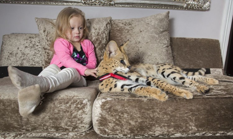 Необычные домашние животные